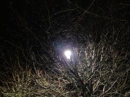 Lamp light rays coming through tree branches creating tunnel vortex illusion photo
