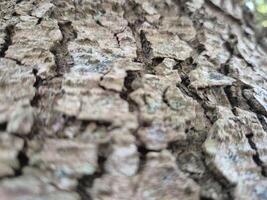 Close view of tree trunk bark pattern photo