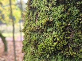 Moss on a tree bark close view natural background photo