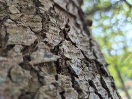 Close view of tree trunk bark pattern photo