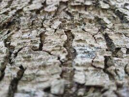 Close view of tree trunk bark pattern photo