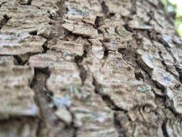 Close view of tree trunk bark pattern photo