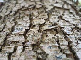 Close view of tree trunk bark pattern photo
