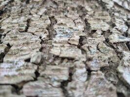 Close view of tree trunk bark pattern photo