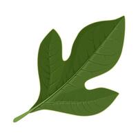 Illustration of a Sassafras leaf, scientific name sassafras albidum, isolated on white background. vector
