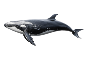 A detailed realistic 3D rendering of a humpback whale presented against a transparent background. png