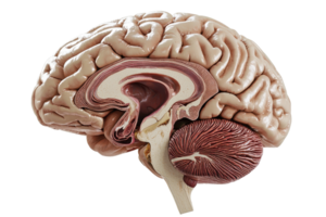 A detailed anatomical representation of a human brain showing its complex structure and internal features. png