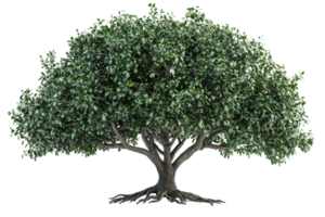 A lush, green tree with a wide canopy and sturdy trunk, showcasing dense foliage and intricate roots. png