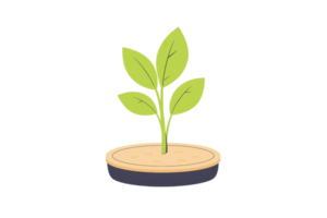 A small green plant with several leaves growing from a circular base. png