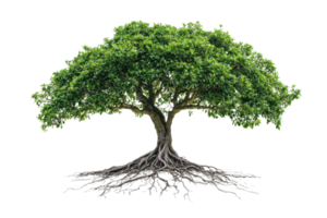 A lush green tree with a broad canopy and visible roots, showcasing vibrant leaves and a sturdy trunk. png