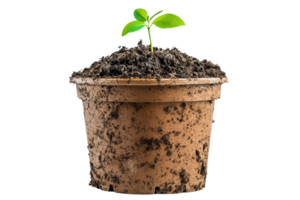 A small green seedling grows from dark soil in a brown clay pot, symbolizing new life and growth. png