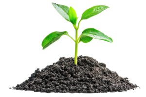 A small green plant with vibrant leaves emerging from a mound of dark soil. png