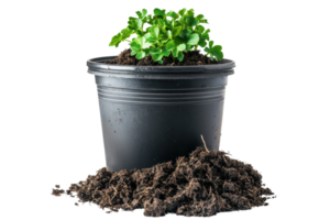 A potted plant with vibrant green leaves sitting atop a mound of dark, rich soil. png