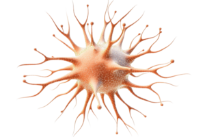 A detailed depiction of a cell-like structure with radiating extensions resembling a star or neuron. png