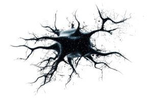 A detailed representation of a neuron, showcasing dendrites branching out from a central cell body, emphasizing its complex structure. png