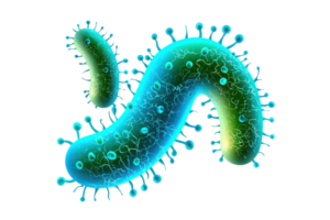 un vistoso, estilizado representación de un bacterias con varios formas y protuberancias, enfatizando sus único estructura. png