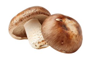 Fresh Shiitake Mushrooms Organic Fungi Gourmet Food Culinary Ingredients Autumn Harvest png