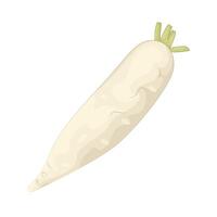 Illustration of White Radish vector