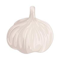 Illustration of Garlic vector