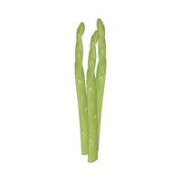 Illustration of Asparagus vector