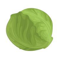 Illustration of Cabbage vector
