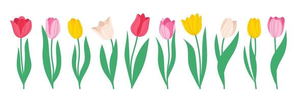 Set of spring flowers tulips. Multicolored tulips. Simple hand drawn illustration in doodle style isolated on white vector