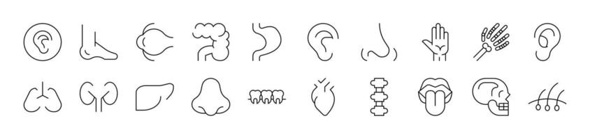 Internal Organs Related Icon Set. Editable Stroke. Suitable for Web Sites, Books, Cards, Apps vector