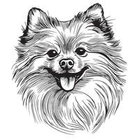 Spitz dog sketch vector