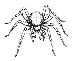 A drawing of a spider on a white background vector