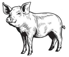 A black and white drawing of a pig vector