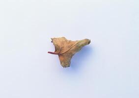 Leaves close view background. Leaf shape photo