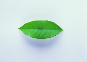 Leaves close view background. Leaf shape photo