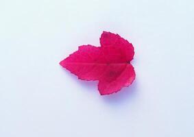 Leaves close view background. Leaf shape photo