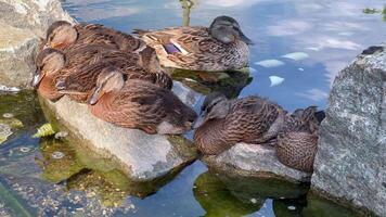 Peaceful group of ducks resting on rocks by the water video