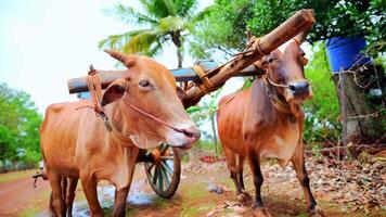 Oxcart Stranded on Dirt Pathway video