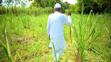 Retired Man Walking in a Green Field video