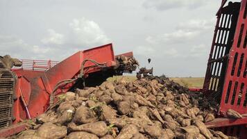 Sugar beet harvesting machine unloading crops. A close-up view of a sugar beet harvesting machine unloading a pile of harvested sugar beets. video