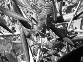 Insect close view background. Insects in their natural habitat close macro view. Black and white monochrome grayscale photo