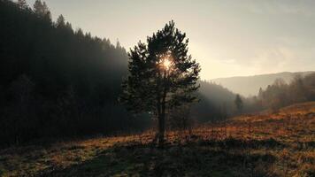 Lone tree in a sunlit meadow with dramatic forested hills at sunrise. Tree in sunlit meadow at sunrise video