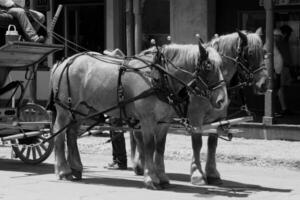 Gorgeous horse at a farm close view. Black and white monochrome grayscale photo