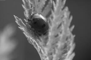 Insect close view background. Insects in their natural habitat close macro view. Black and white monochrome grayscale photo