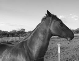 Gorgeous horse at a farm close view. Black and white monochrome grayscale photo