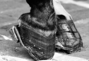 Gorgeous horse at a farm close view. Black and white monochrome grayscale photo