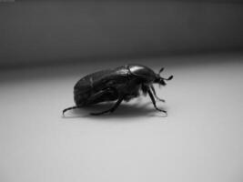 Insect close view background. Insects in their natural habitat close macro view. Black and white monochrome grayscale photo