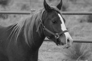 Gorgeous horse at a farm close view. Black and white monochrome grayscale photo