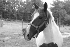 Gorgeous horse at a farm close view. Black and white monochrome grayscale photo