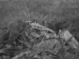 Insect close view background. Insects in their natural habitat close macro view. Black and white monochrome grayscale photo