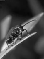 Insect close view background. Insects in their natural habitat close macro view. Black and white monochrome grayscale photo
