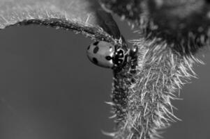Insect close view background. Insects in their natural habitat close macro view. Black and white monochrome grayscale photo