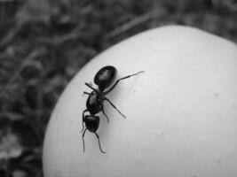 Insect close view background. Insects in their natural habitat close macro view. Black and white monochrome grayscale photo
